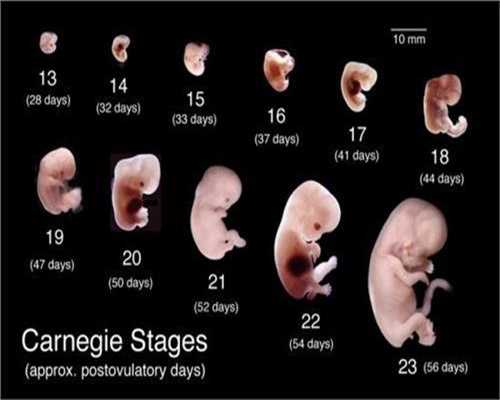 代孕网_哪家做代孕试管好_代孕62天胎儿发育情况